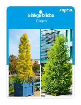 Ginkgo biloba 'Blagon'