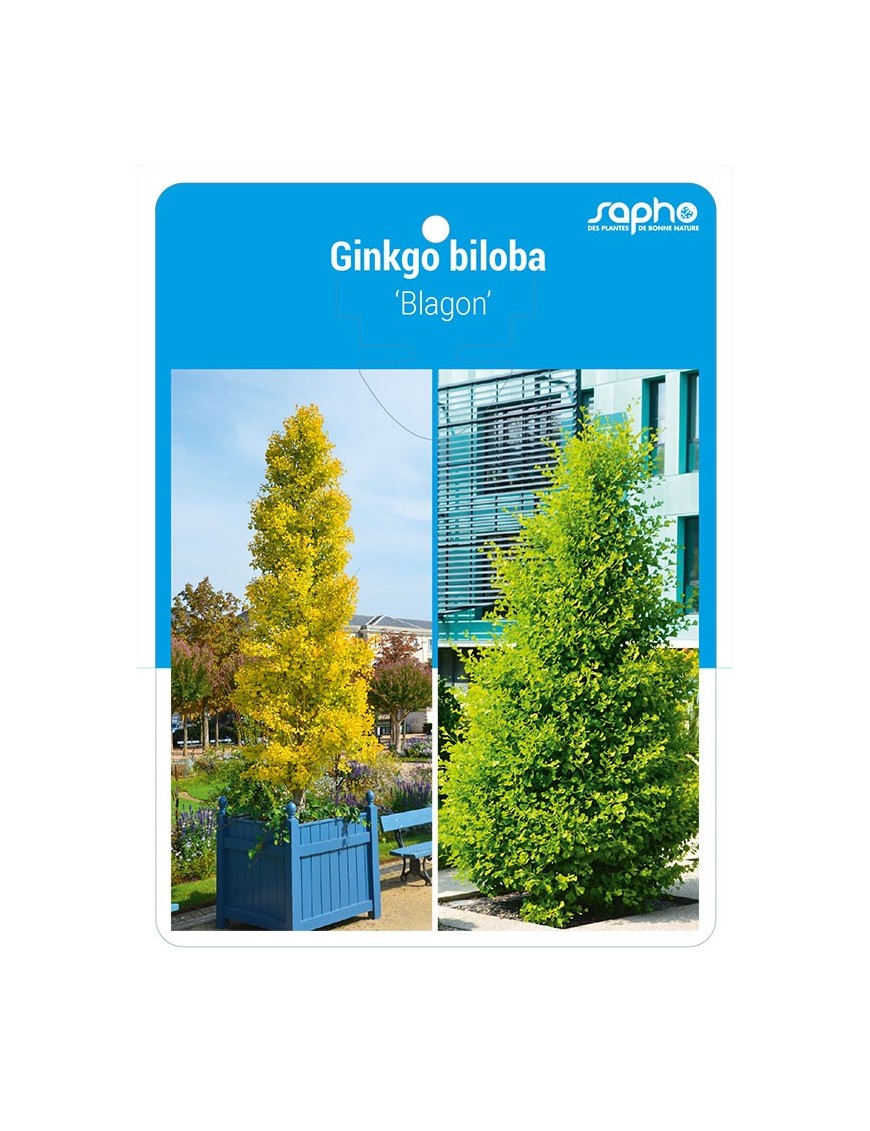 Ginkgo biloba 'Blagon'