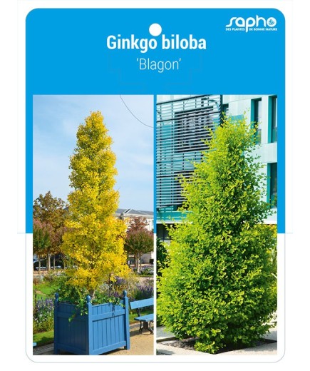 Ginkgo biloba 'Blagon'