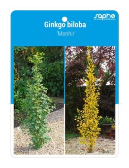 Ginkgo biloba 'Menhir'