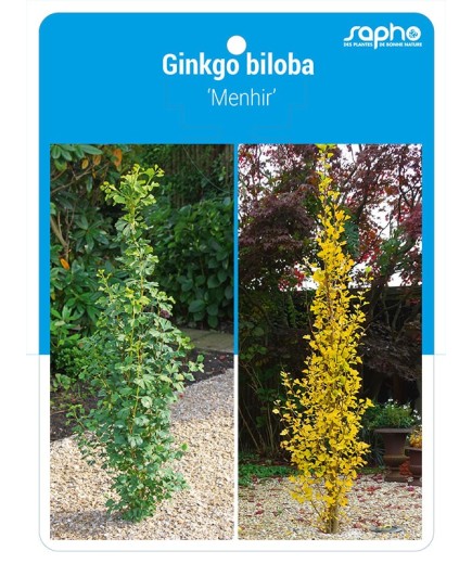 Ginkgo biloba 'Menhir'