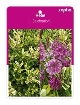 Hebe 'Celebration'