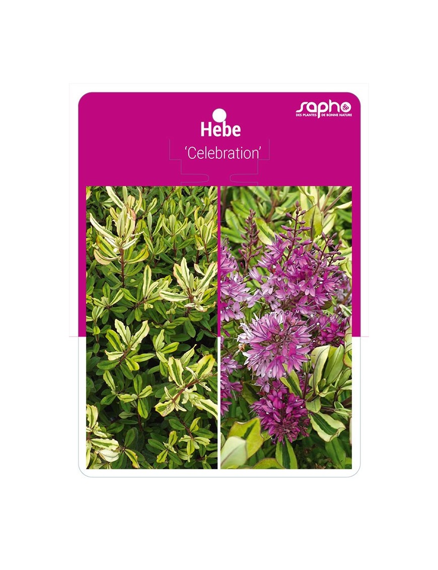 Hebe 'Celebration'
