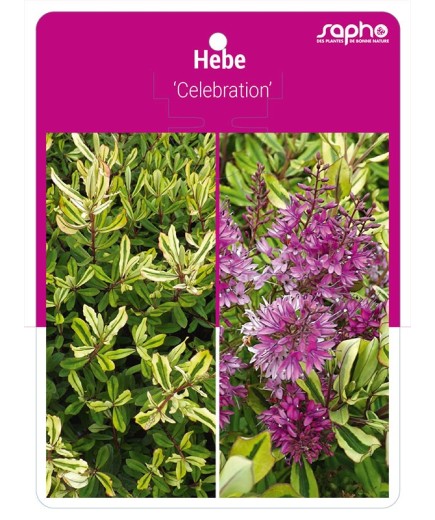 Hebe 'Celebration'