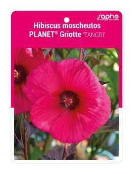 Hibiscus moscheutos PLANET® Griotte 'TANGRI'