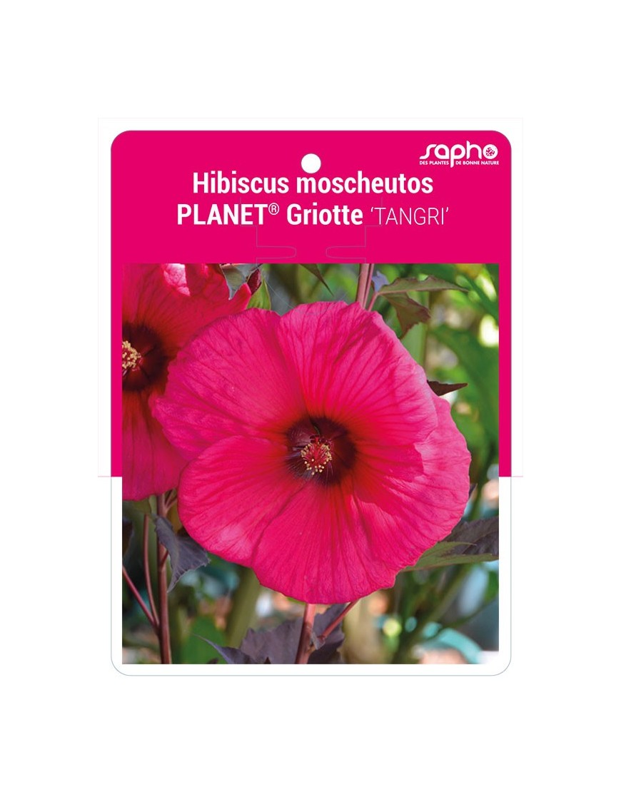 Hibiscus moscheutos PLANET® Griotte 'TANGRI'