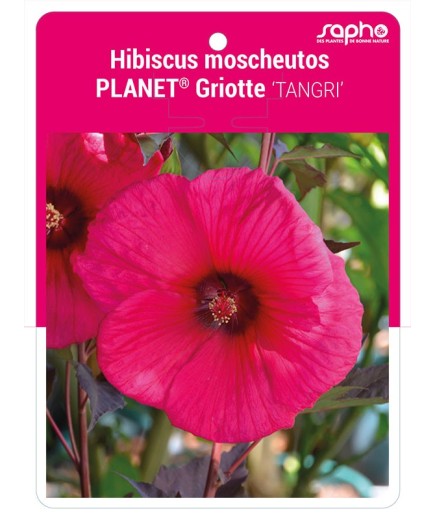 Hibiscus moscheutos PLANET® Griotte 'TANGRI'