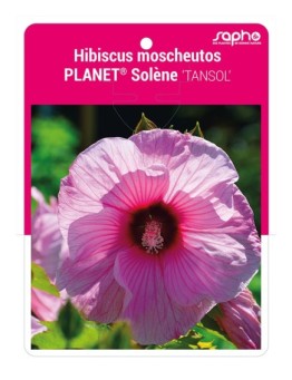 Hibiscus moscheutos PLANET® Solène 'TANSOL'