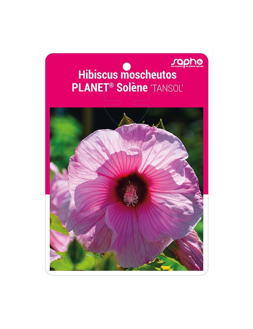 Hibiscus moscheutos PLANET® Solène 'TANSOL'