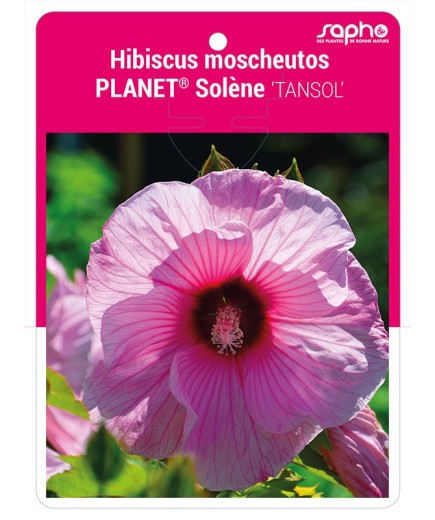Hibiscus moscheutos PLANET® Solène 'TANSOL'