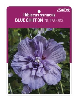 Hibiscus syriacus BLUE CHIFFON 'NOTWOOD3'