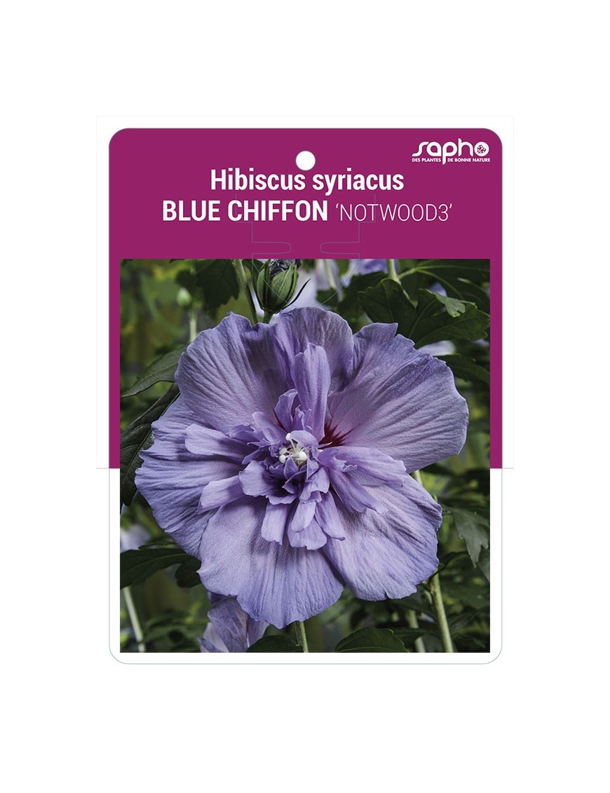 Hibiscus syriacus BLUE CHIFFON 'NOTWOOD3'