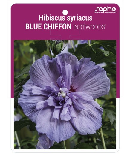 Hibiscus syriacus BLUE CHIFFON 'NOTWOOD3'