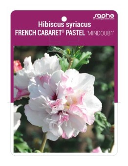 Hibiscus syriacus FRENCH CABARET® PASTEL 'MINDOUB1'