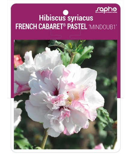 Hibiscus syriacus FRENCH CABARET® PASTEL 'MINDOUB1'