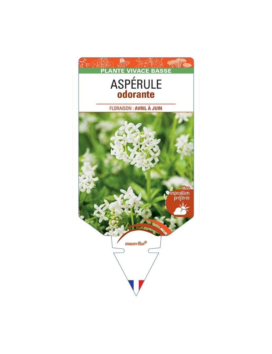 GALIUM odoratum voir Aspérule odorante