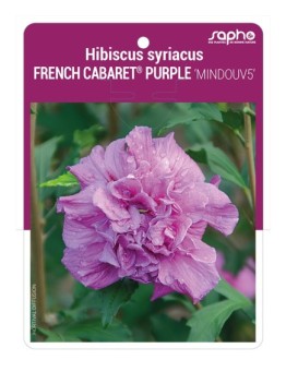 Hibiscus syriacus FRENCH CABARET® PURPLE 'MINDOUV5'