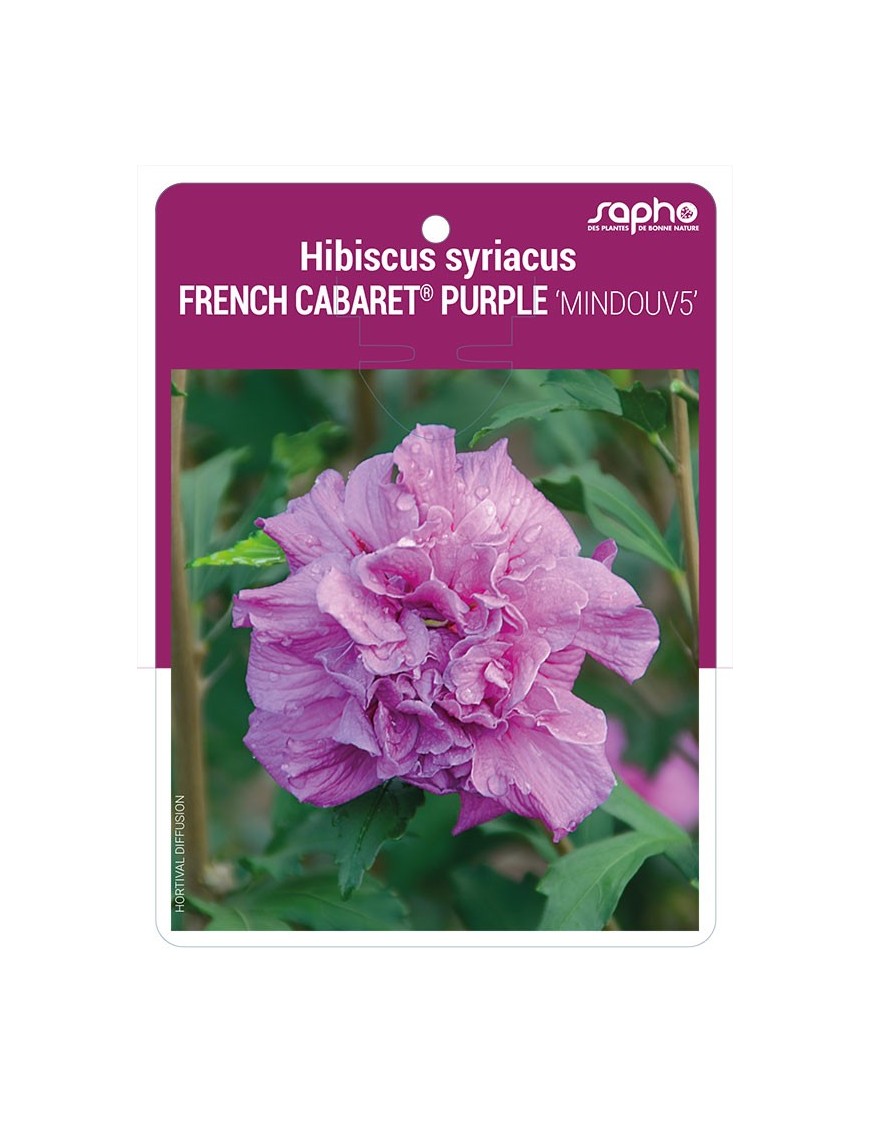 Hibiscus syriacus FRENCH CABARET® PURPLE 'MINDOUV5'