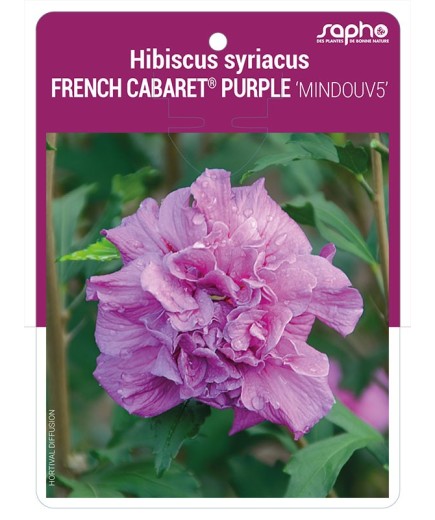 Hibiscus syriacus FRENCH CABARET® PURPLE 'MINDOUV5'