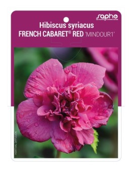 Hibiscus syriacus FRENCH CABARET® RED 'MINDOUR1'