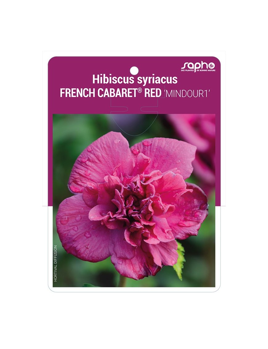 Hibiscus syriacus FRENCH CABARET® RED 'MINDOUR1'