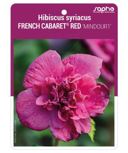 Hibiscus syriacus FRENCH CABARET® RED 'MINDOUR1'