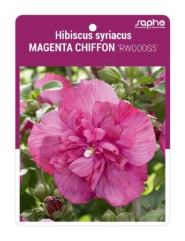 Hibiscus syriacus MAGENTA CHIFFON 'RWOODS5'