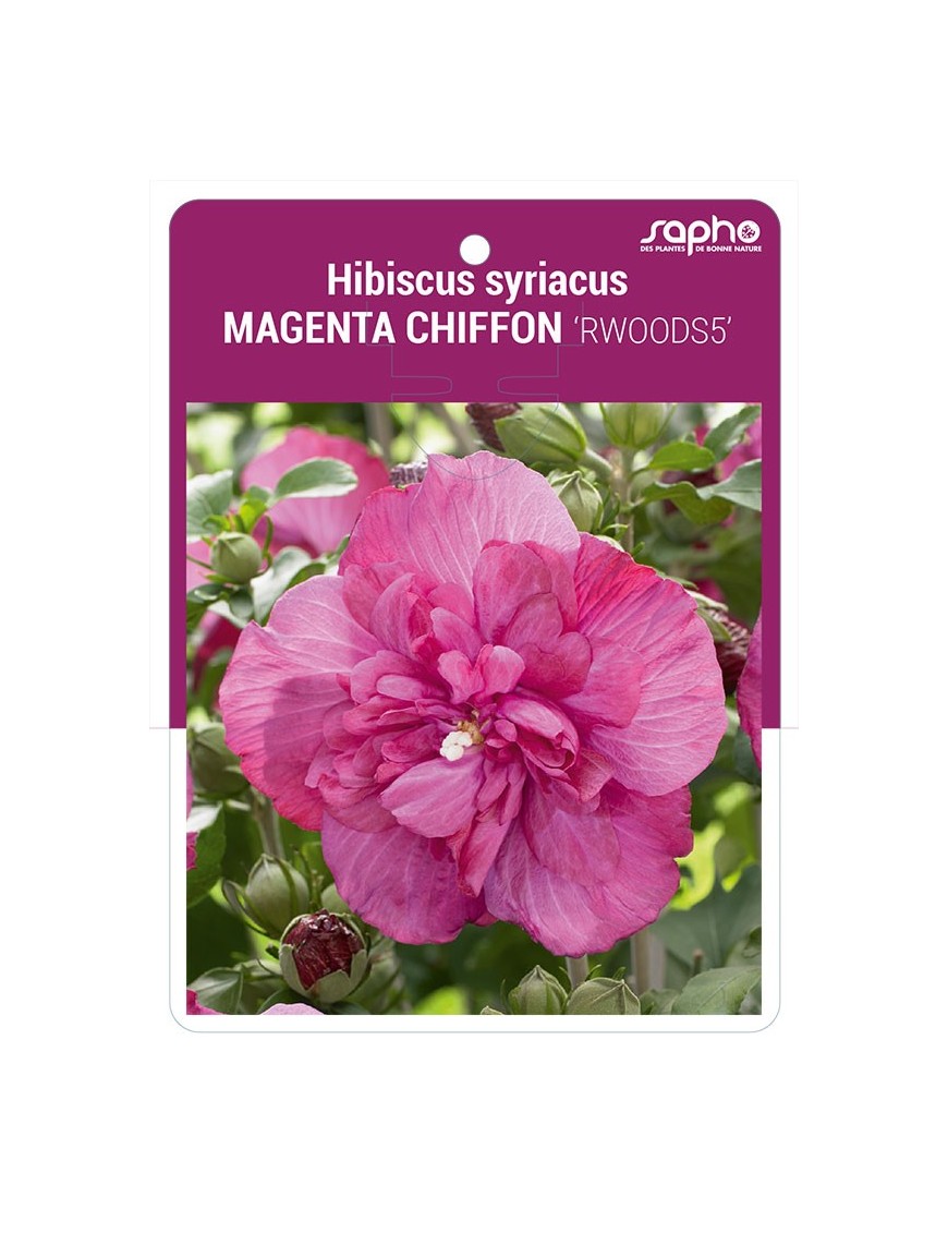Hibiscus syriacus MAGENTA CHIFFON 'RWOODS5'