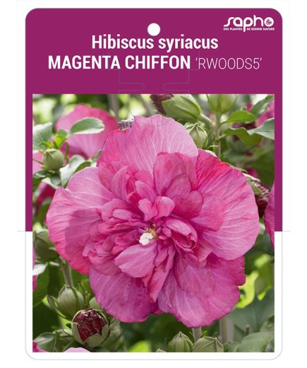 Hibiscus syriacus MAGENTA CHIFFON 'RWOODS5'