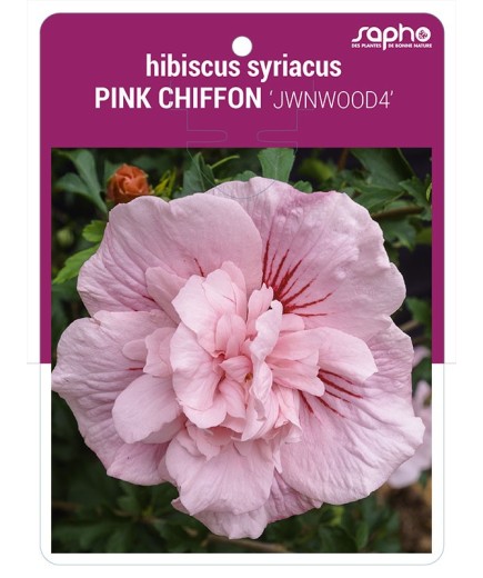 Hibiscus syriacus PINK CHIFFON 'JWNWOOD4'