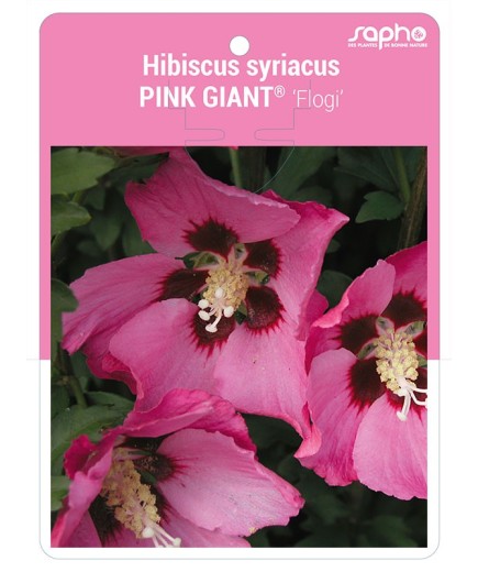 Hibiscus syriacus PINK GIANT® 'Flogi'