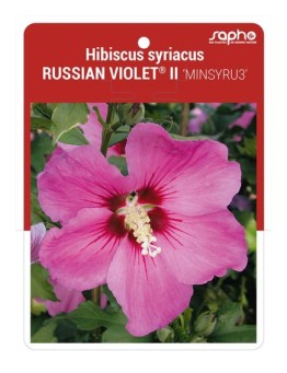 Hibiscus syriacus RUSSIAN VIOLET® II 'MINSYRU3'