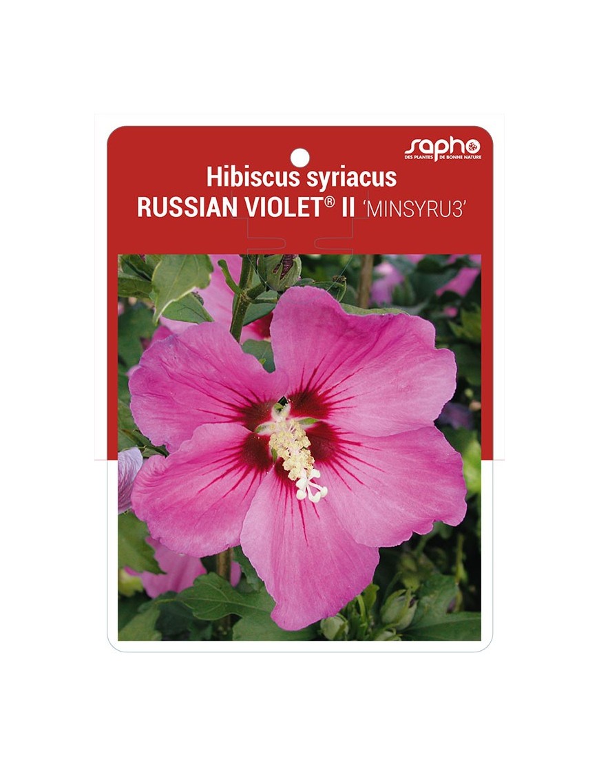 Hibiscus syriacus RUSSIAN VIOLET® II 'MINSYRU3'
