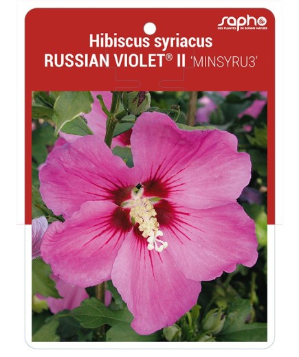 Hibiscus syriacus RUSSIAN VIOLET® II 'MINSYRU3'