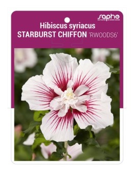 Hibiscus syriacus STARBURST CHIFFON 'RWOODS6'