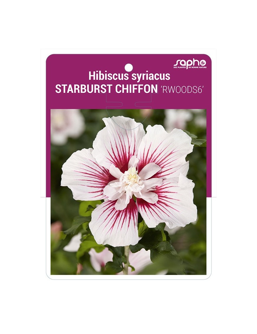 Hibiscus syriacus STARBURST CHIFFON 'RWOODS6'