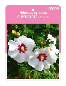 Hibiscus syriacus SUP'HEART® 'Minomb'