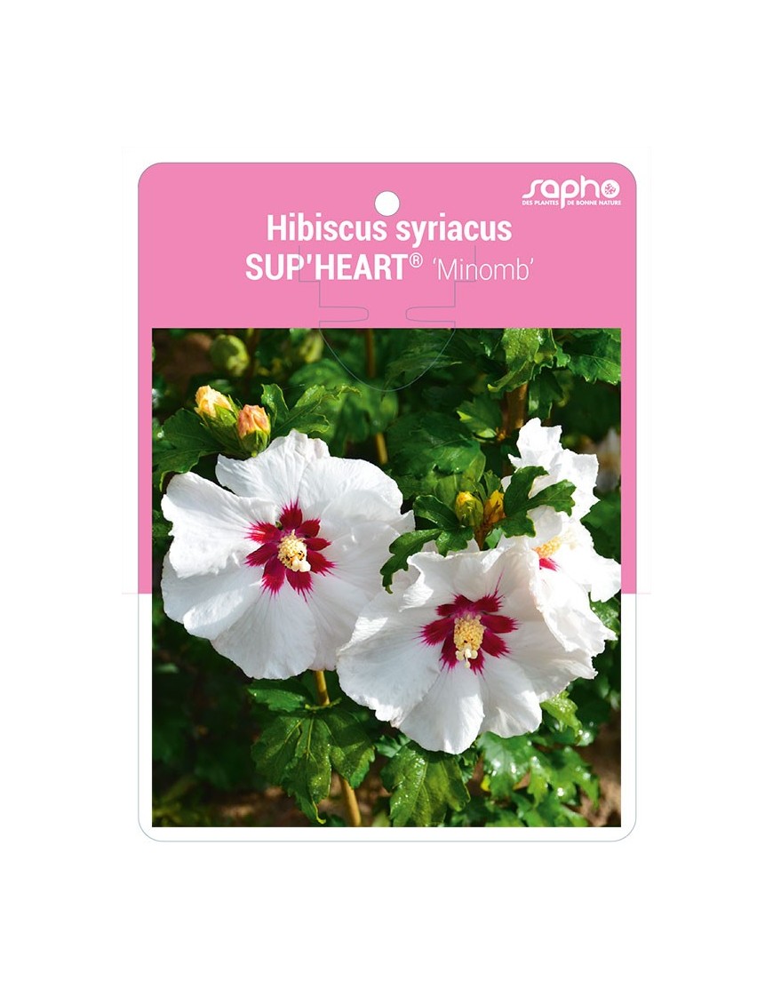 Hibiscus syriacus SUP'HEART® 'Minomb'