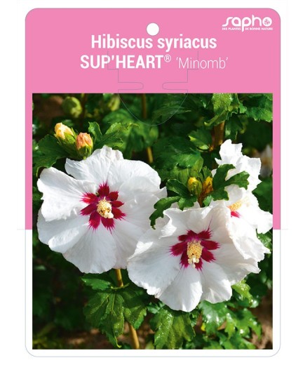 Hibiscus syriacus SUP'HEART® 'Minomb'