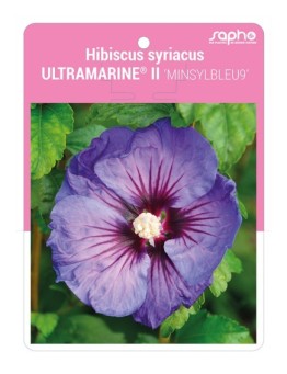 Hibiscus syriacus ULTRAMARINE® II 'MINSYLBLEU9'