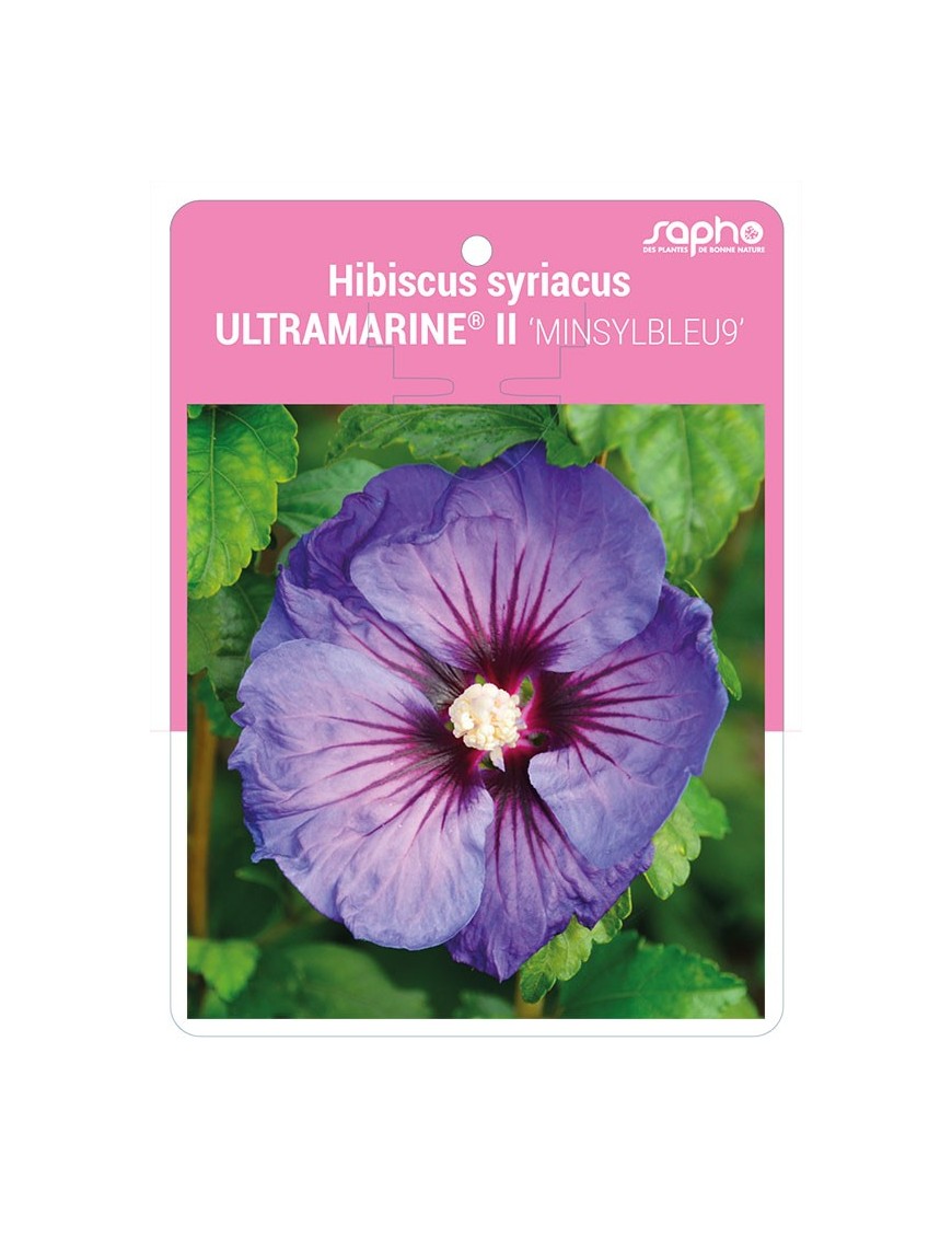 Hibiscus syriacus ULTRAMARINE® II 'MINSYLBLEU9'