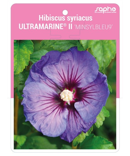 Hibiscus syriacus ULTRAMARINE® II 'MINSYLBLEU9'