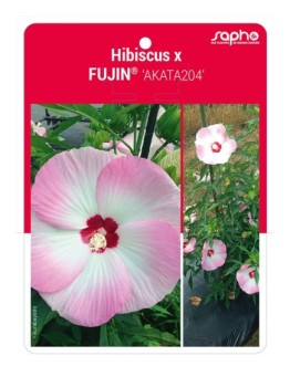 Hibiscus x FUJIN® 'AKATA204'