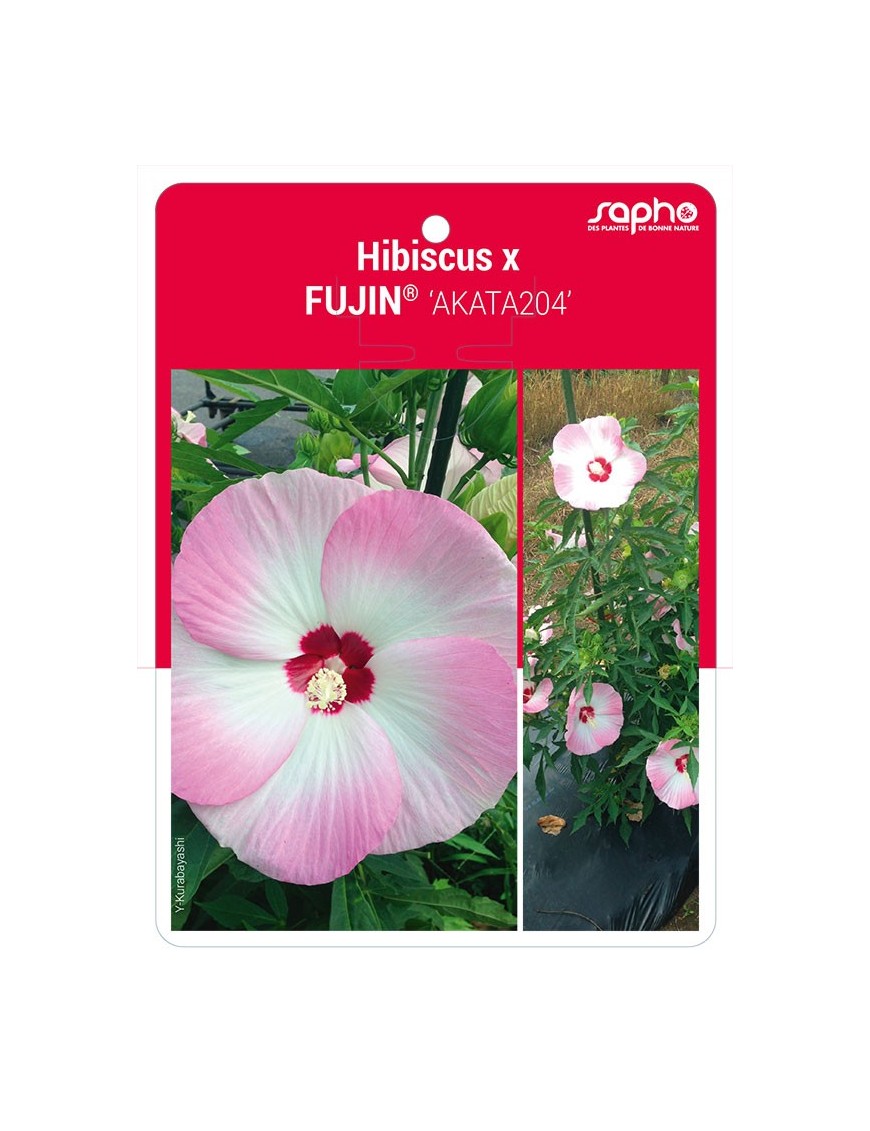 Hibiscus x FUJIN® 'AKATA204'