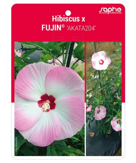 Hibiscus x FUJIN® 'AKATA204'