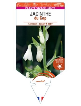 GALTONIA CANDICANS voir Jacinthe du Cap