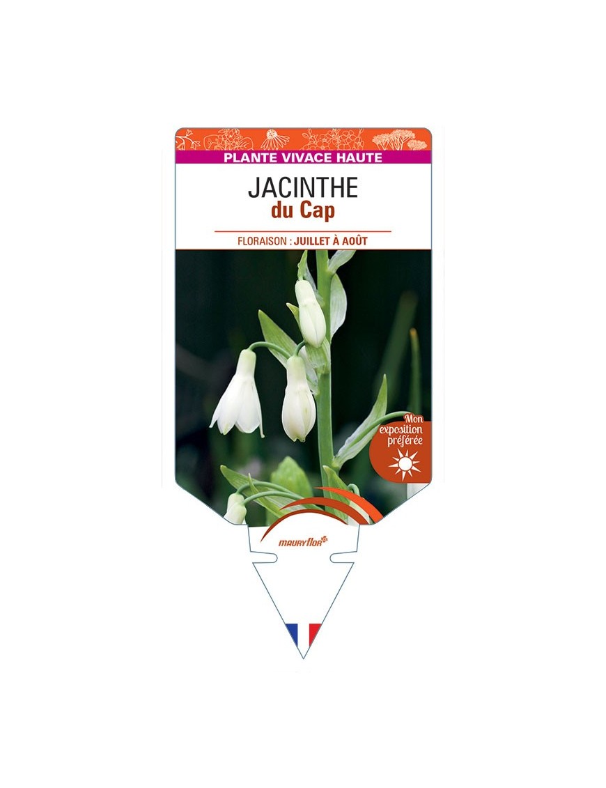 GALTONIA CANDICANS voir Jacinthe du Cap
