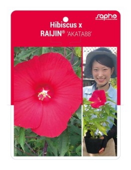 Hibiscus x RAIJIN® 'AKATA88'