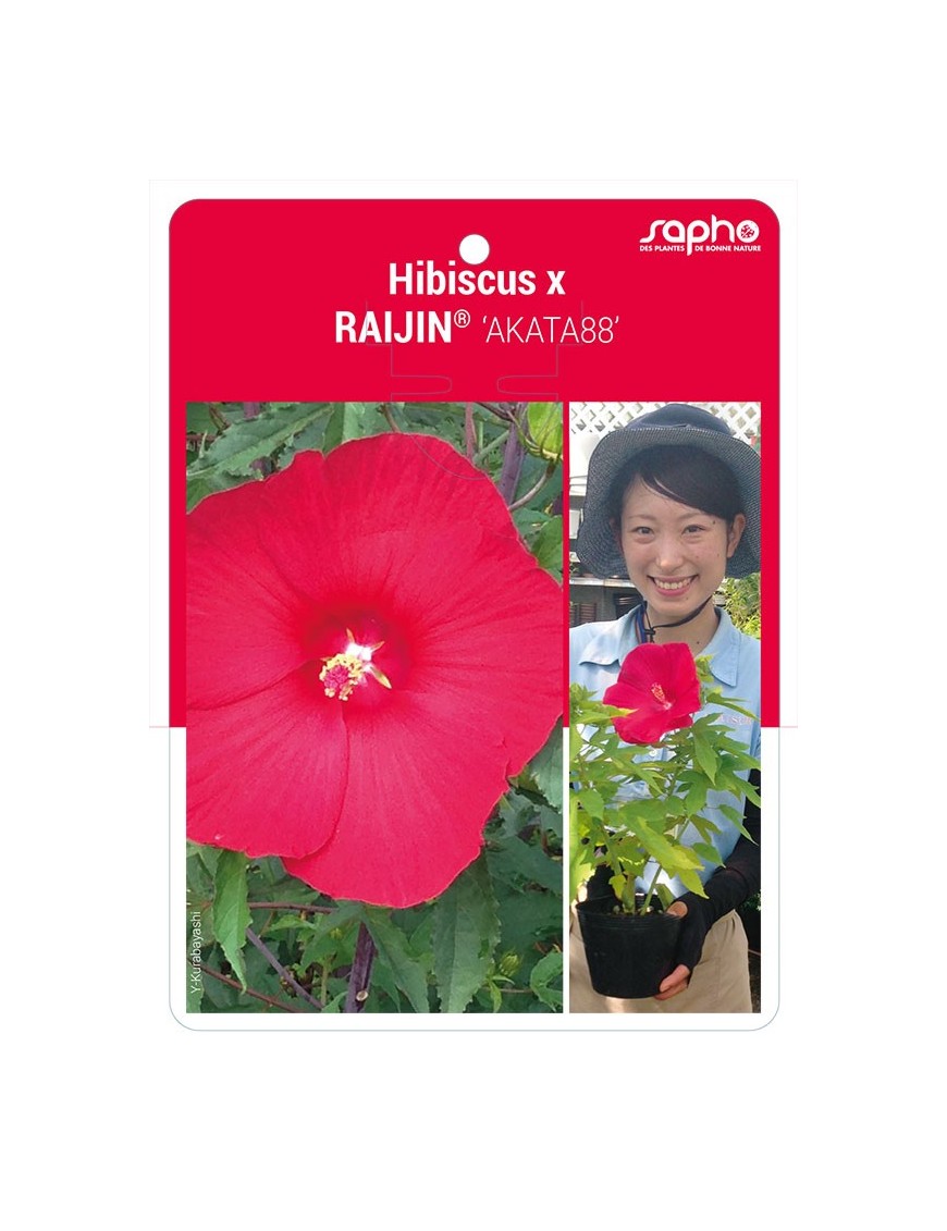 Hibiscus x RAIJIN® 'AKATA88'