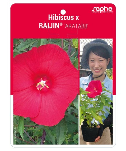 Hibiscus x RAIJIN® 'AKATA88'